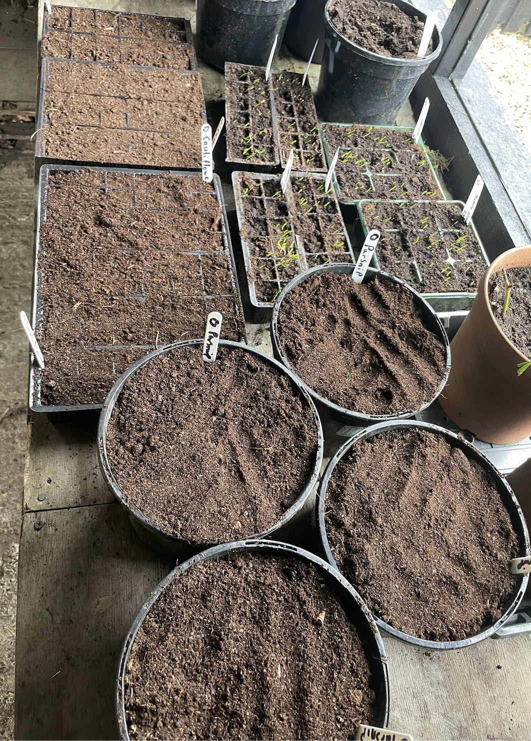 Whole roast dinners are on their way 